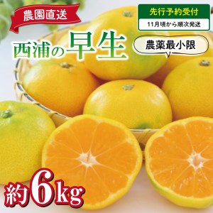 【予約受付】 みかん 早生 6kg 西浦 蜜柑 柑橘 オレンジ 減農薬