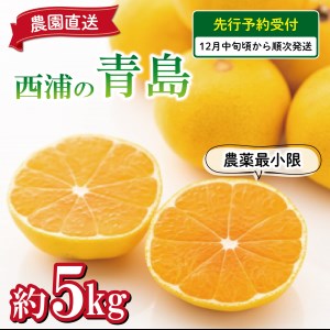 【予約受付】 みかん 青島 5kg 西浦 蜜柑 柑橘 オレンジ 減農薬