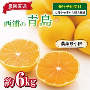 【予約受付】 みかん 青島 6kg 西浦 蜜柑 柑橘 オレンジ 減農薬