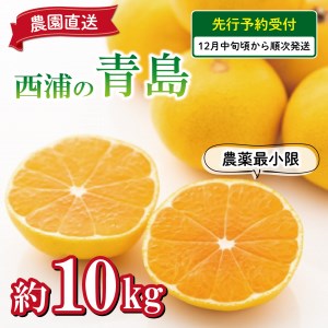【予約受付】 みかん 青島 10kg 西浦 蜜柑 柑橘 オレンジ 減農薬