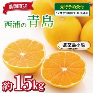 【予約受付】 みかん 青島 15kg 西浦 蜜柑 柑橘 オレンジ 減農薬