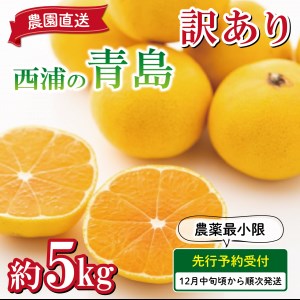 【予約受付】 訳あり みかん 青島 5kg 西浦 蜜柑 柑橘 オレンジ 減農薬