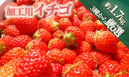 イチゴ（紅ほっぺ）　加工用イチゴ　バラ詰め　1.7kg（6.5パック相当）（2021年静岡県いちご果実品評会入賞）