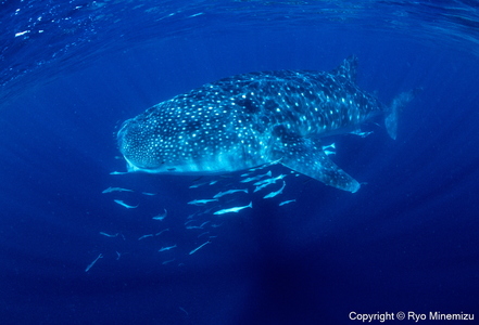 清水町ふるさと大使　海洋生物写真家　峯水亮氏による　作品パネル　Whale shark（IMG_000140_A4）